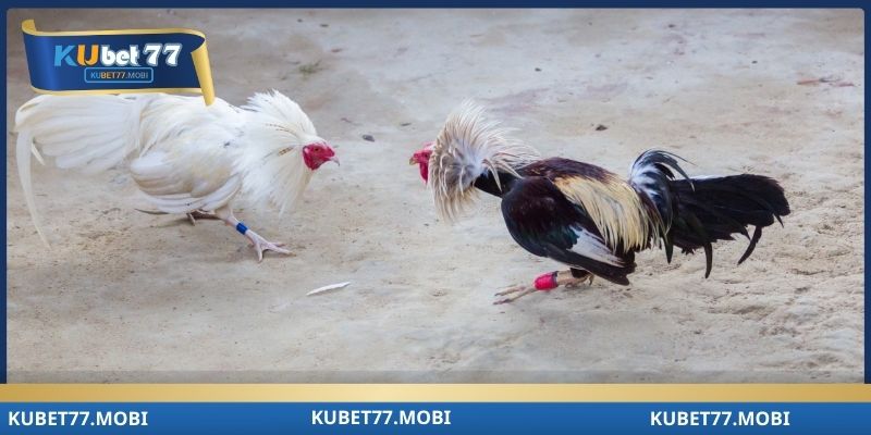 Cao thủ bật mí kinh nghiệm chọn chiến kê chuẩn