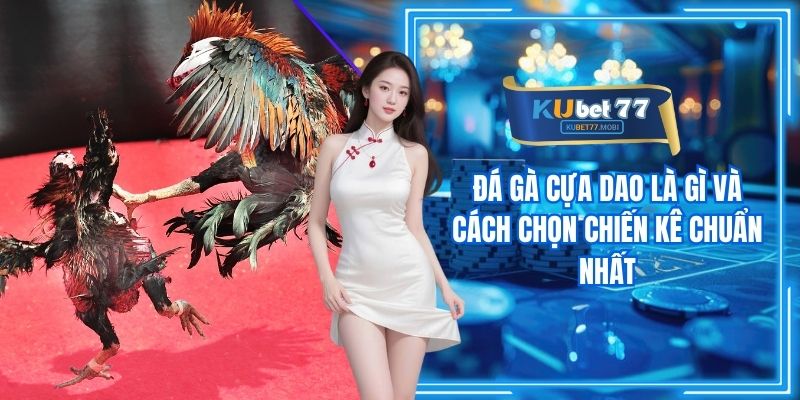 Đá Gà Cựa Dao Là Gì Và Cách Chọn Chiến Kê Chuẩn Nhất