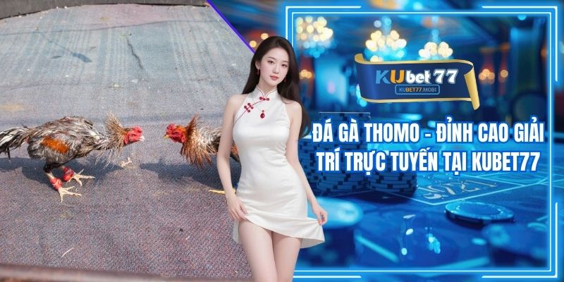 Đá Gà Thomo - Đỉnh Cao Giải Trí Trực Tuyến Tại Kubet77