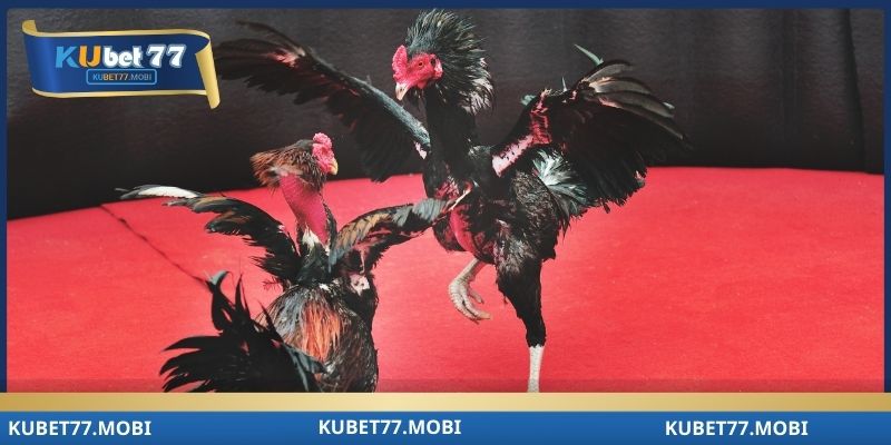 Khám phá lịch sử xuất hiện cùng kubet77