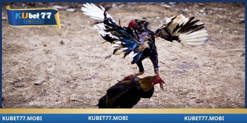 Kubet77 bật mí ưu điểm của sân chơi