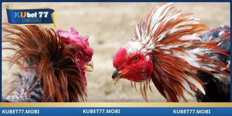 Kubet77 giới thiệu sơ lược về sàn đấu thomo