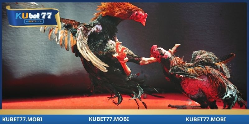 Luôn phải tổng hợp diễn biến sau mỗi trận chiến