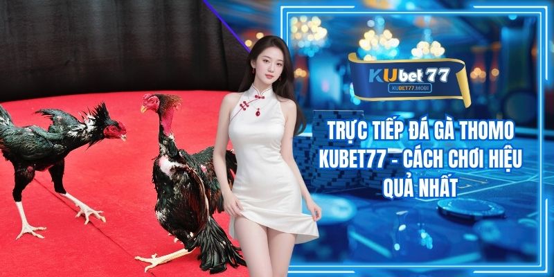 Trực Tiếp Đá Gà Thomo Kubet77 - Cách Chơi Hiệu Quả Nhất